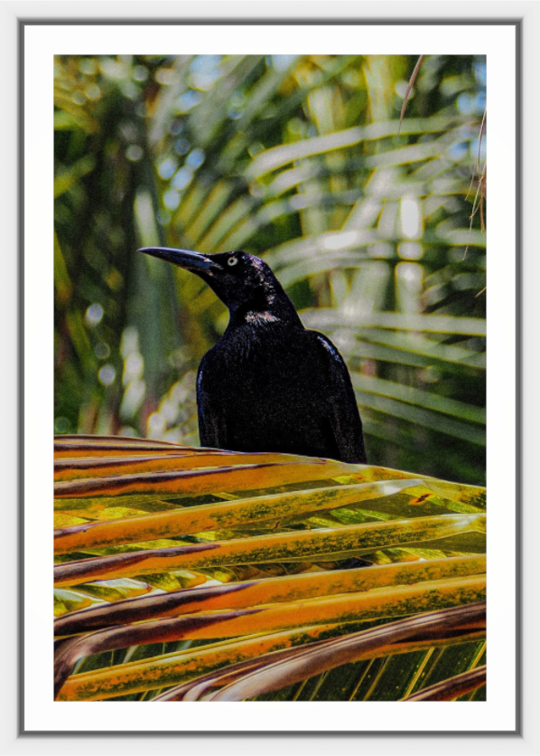 Black bird perched on a palm leaf with a blurred green background
