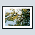 28 x 21 cm, Unframed Photo Print On Fuji Crystal DP II A big Japanese tree
