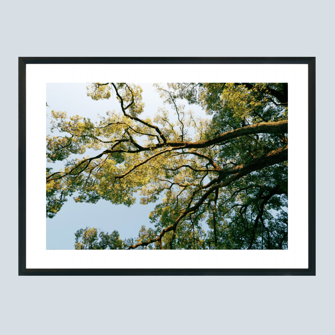 28 x 21 cm, Unframed Photo Print On Fuji Crystal DP II A big Japanese tree