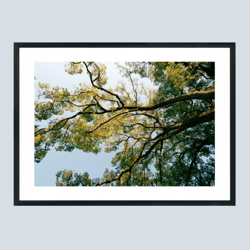 28 x 21 cm, Unframed Photo Print On Fuji Crystal DP II A big Japanese tree