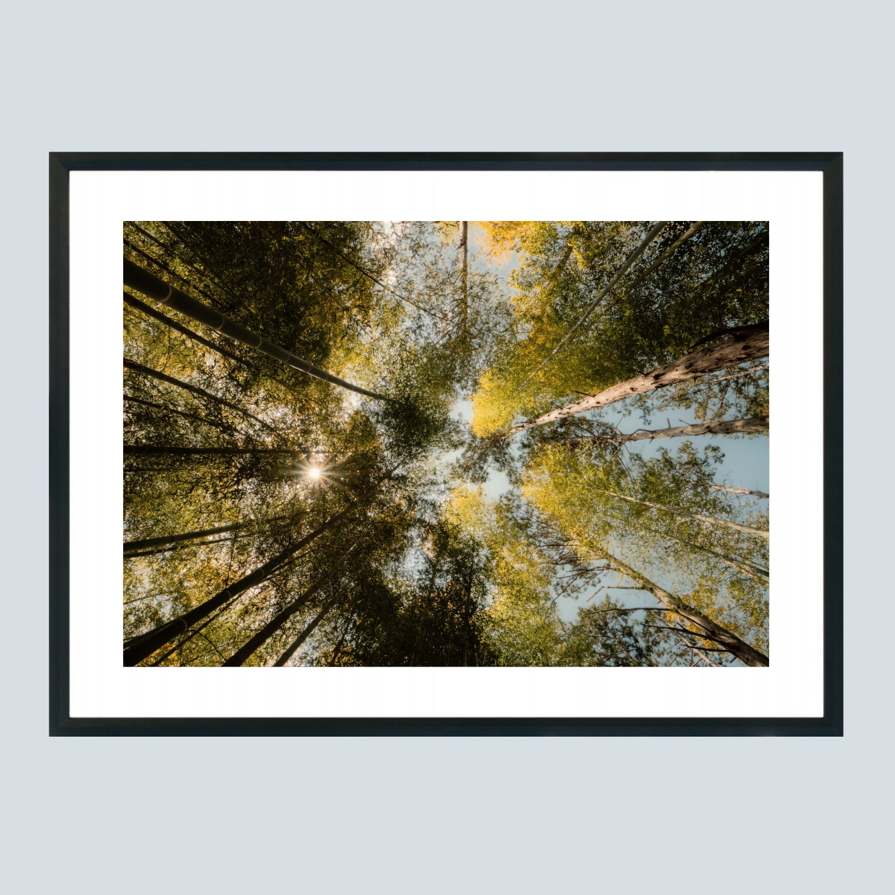 Sun through the trees