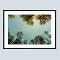 28 x 20 cm, Unframed Photo Print On Fuji Crystal DP II Mirrored trees