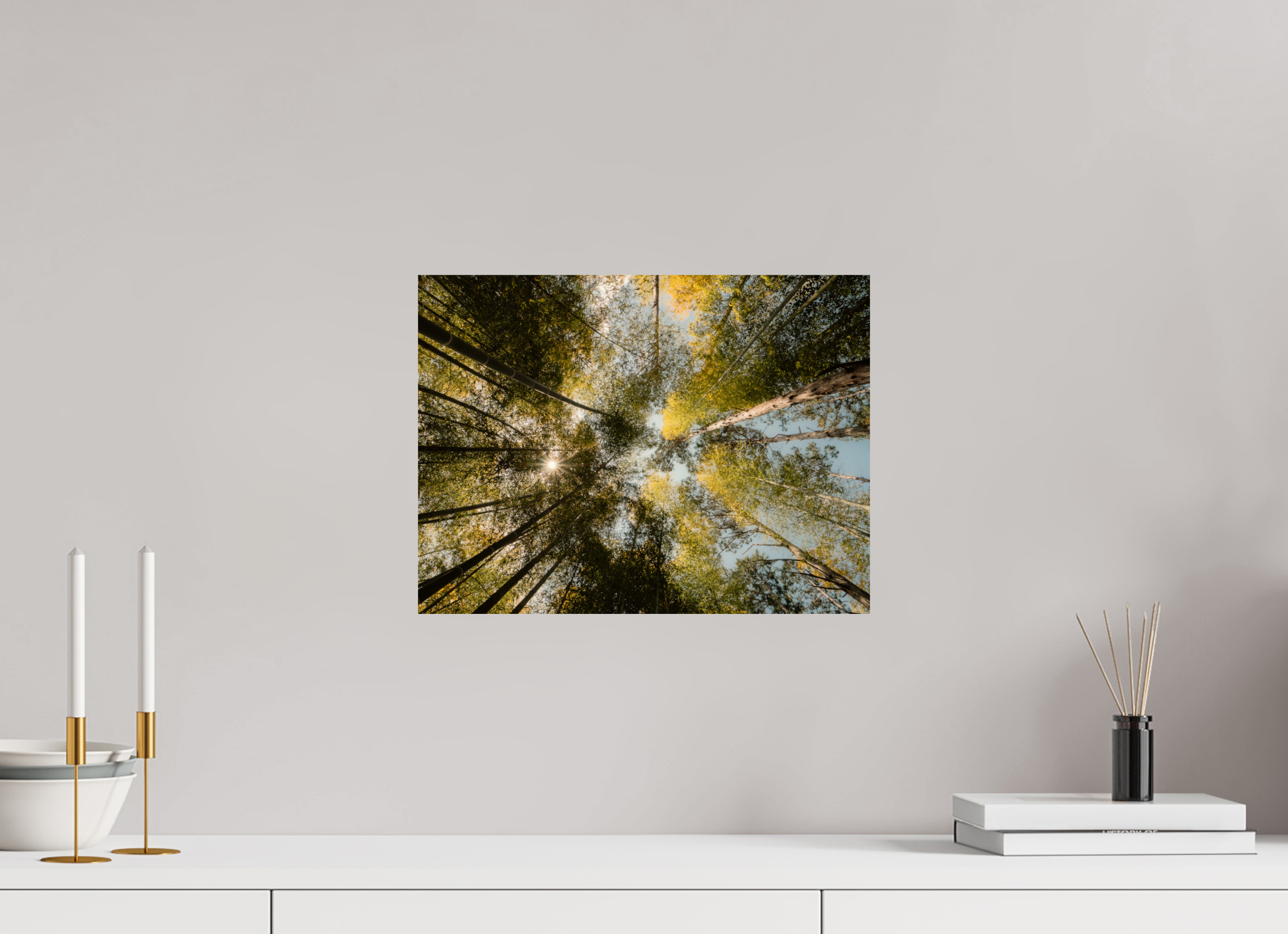 Sun through the trees