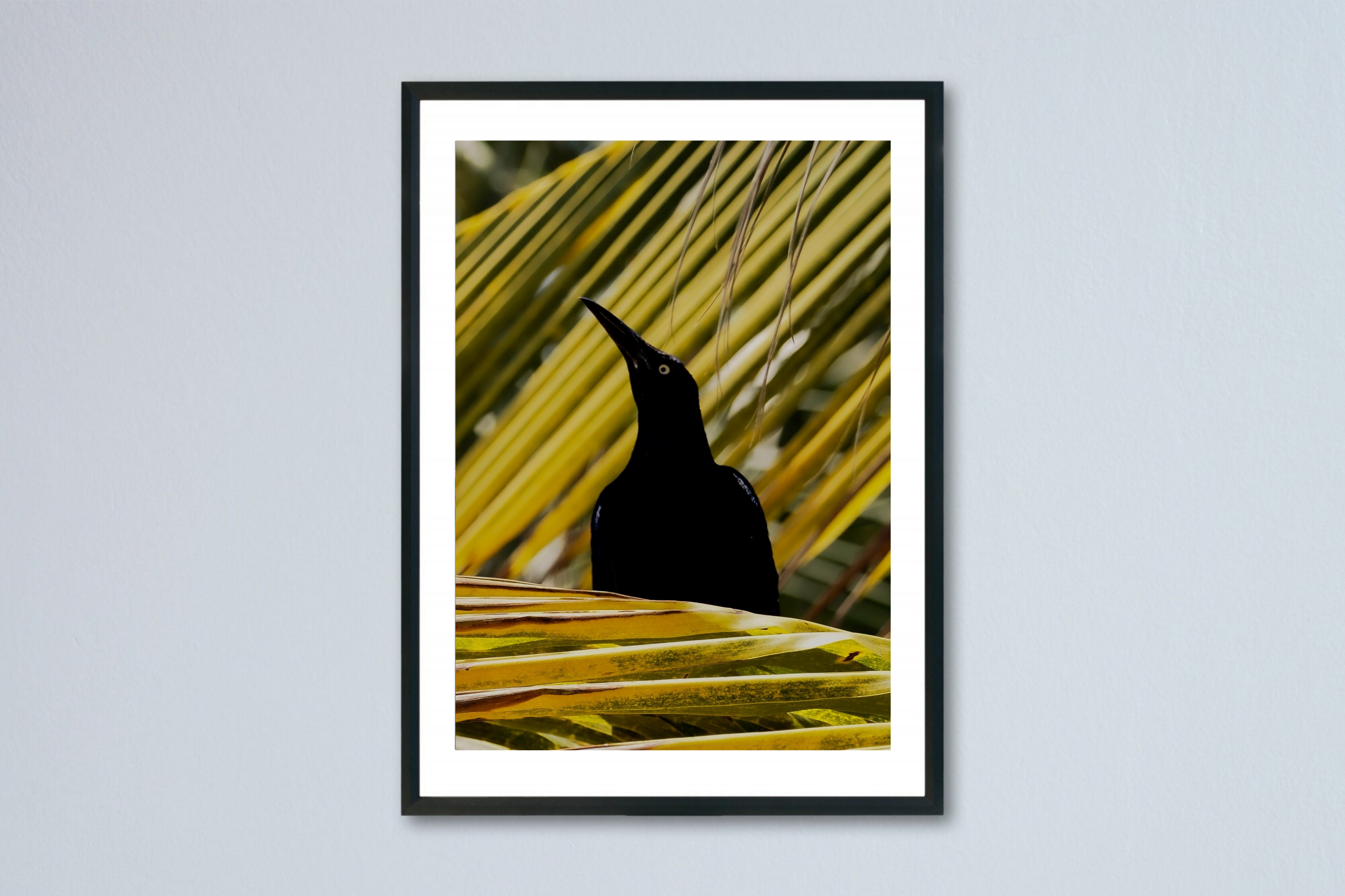 21 x 28 cm, Unframed Photo Print On Fuji Crystal DP II A prominent bird