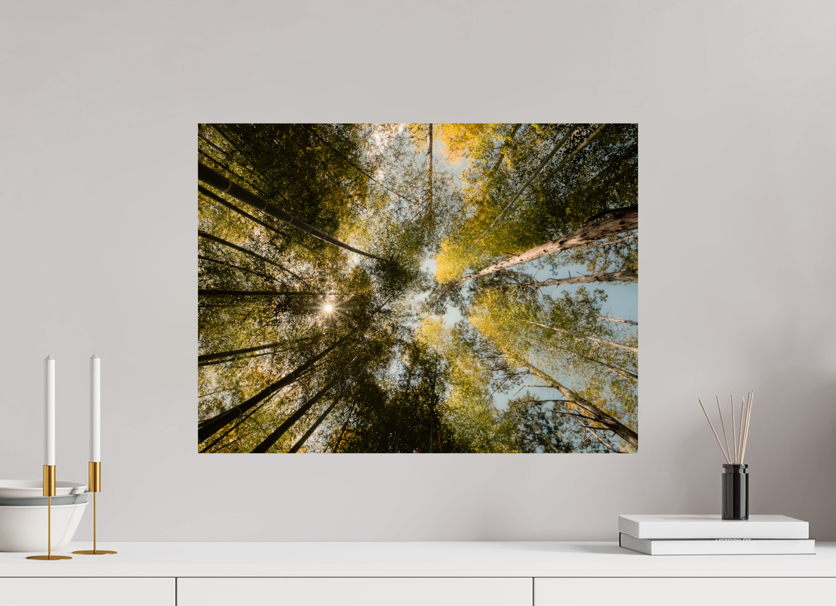 Sun through the trees