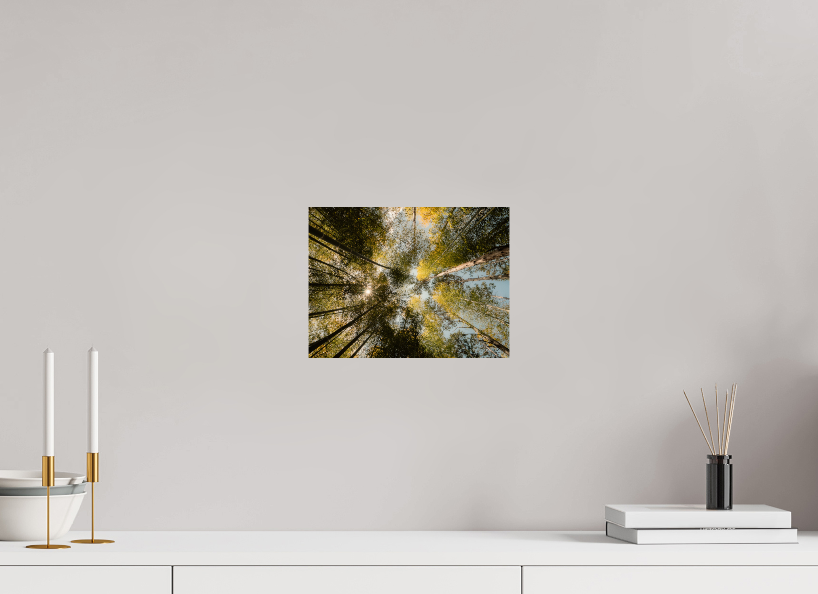 Sun through the trees